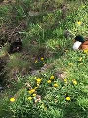 Anas platyrhynchos domesticus