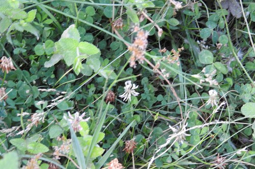 white clover