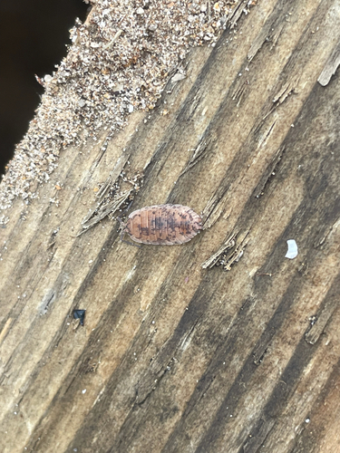 Common Rough Woodlouse