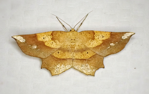 Deep Yellow Euchlaena Moth photo 3