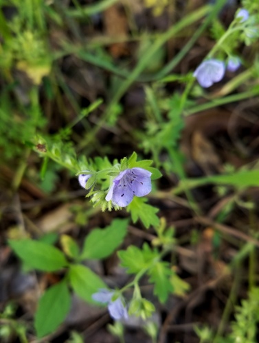 Phacelia strictiflora var. connexa