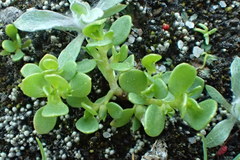 Lysimachia minima