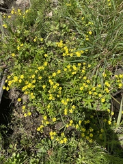 Potentilla fragarioides