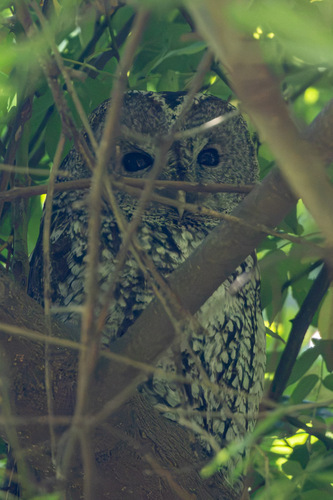 Tawny Owl