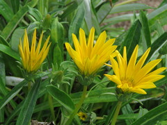 Gazania × splendens