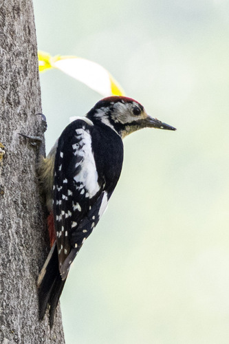 Himalayan Woodpecker