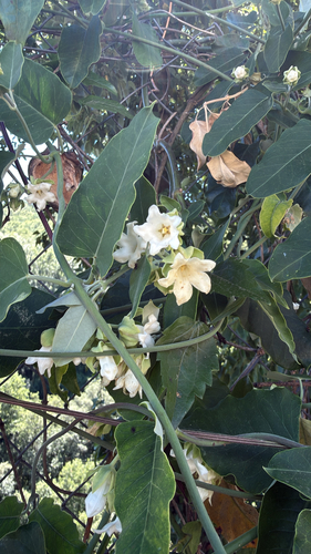 Moth Vine