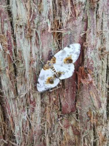 Clouded Magpie