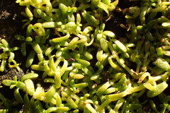 Callitriche heterophylla