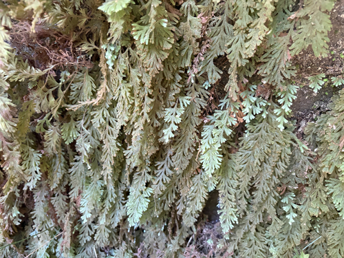 Hymenophyllum pilosissimum observed 2026-07-03
