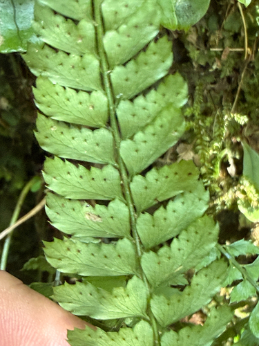 Polystichum hancockii observed 2026-07-03