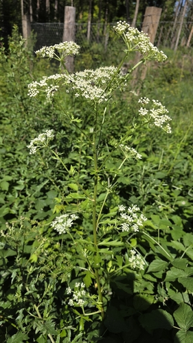 Pleurospermum austriacum, photograph 2