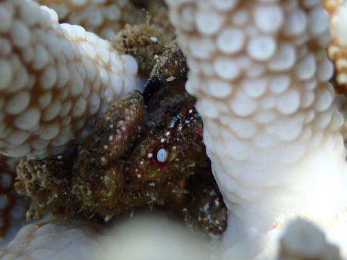 Cymo melanodactylus observed 2026-07-03