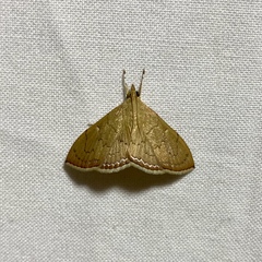 Hyalobathra crenulata