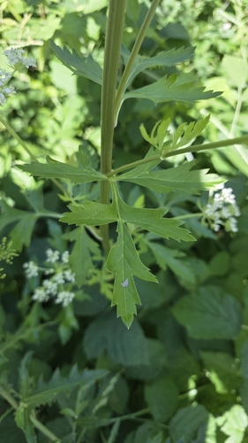Pleurospermum austriacum, photograph 3
