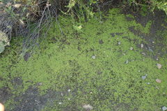 Callitriche heterophylla