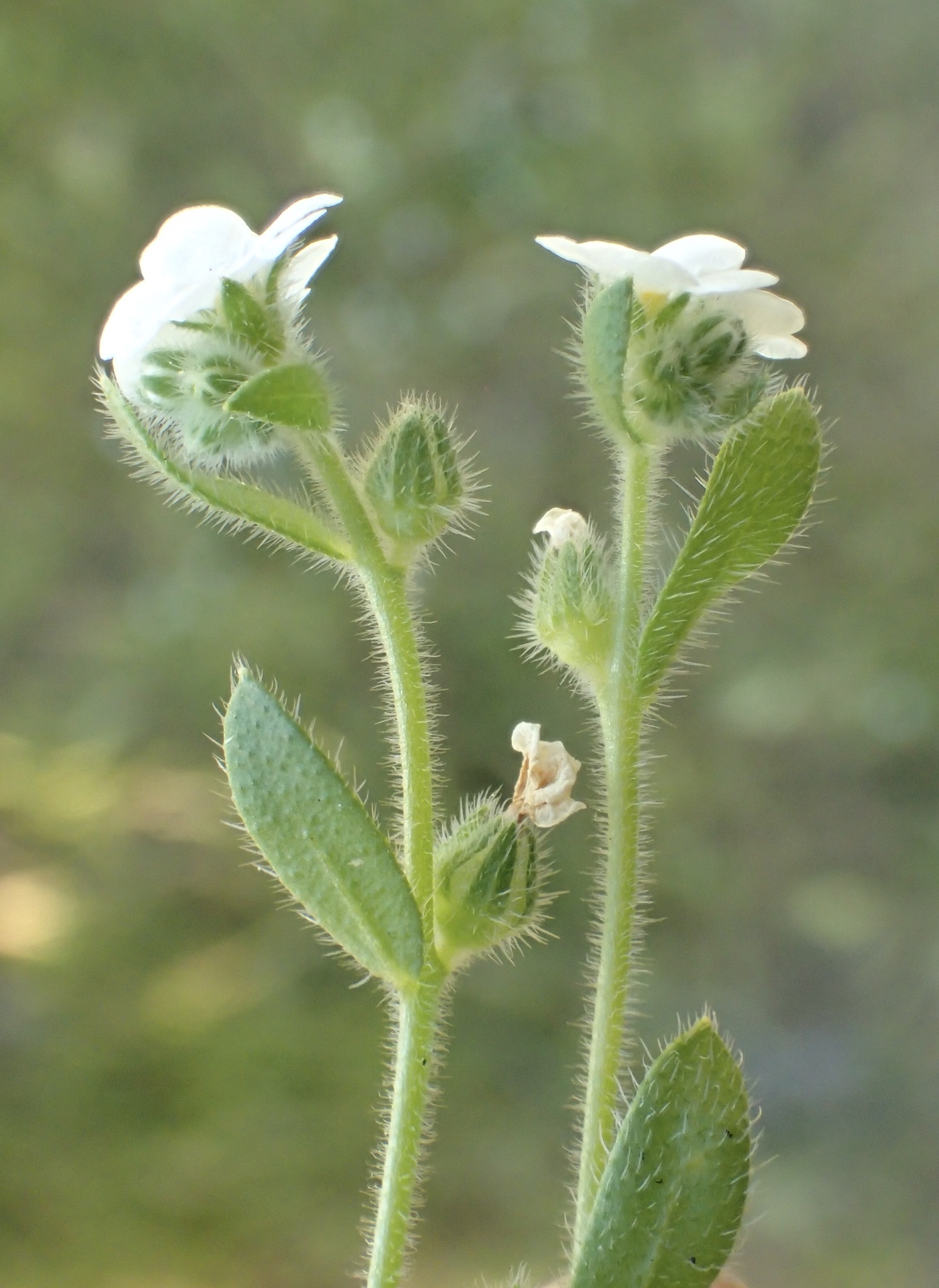 Cryptantha intermedia