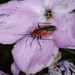 Phlox Plant Bug - Photo (c) Anna Bennett, some rights reserved (CC BY-NC), uploaded by Anna Bennett