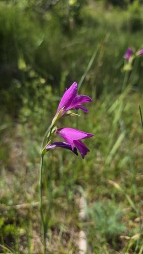 Gladiolus palustris