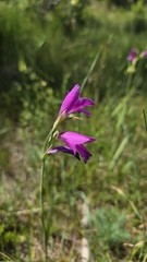Gladiolus palustris