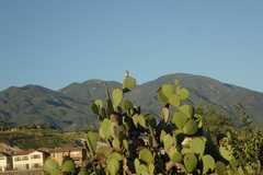 Campylorhynchus brunneicapillus sandiegensis