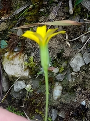 Chondrilla juncea image