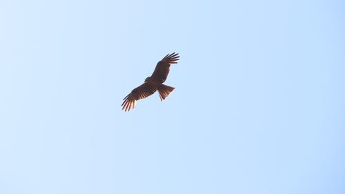 Black Kite