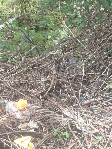 Indian Garden Lizard