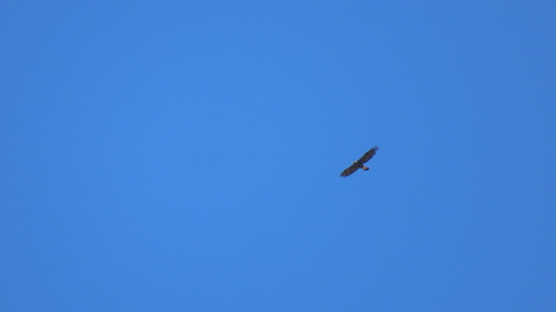 Iberian golden eagle