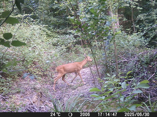 Western Roe Deer