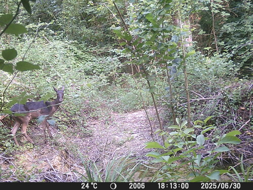 European Fallow Deer