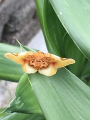 Pyrinioides sinuosus