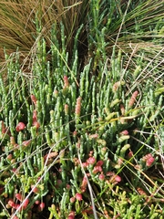Salicornia blackiana