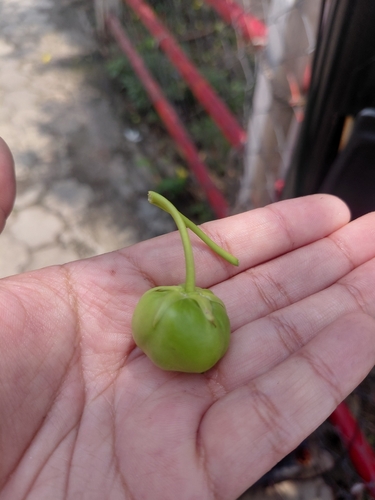 tomato