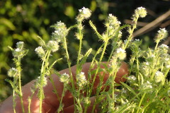 Cryptantha clevelandii