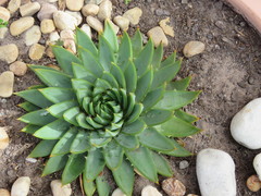Aloe polyphylla