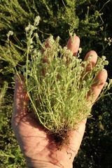 Cryptantha clevelandii