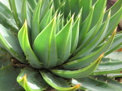 Aloe polyphylla