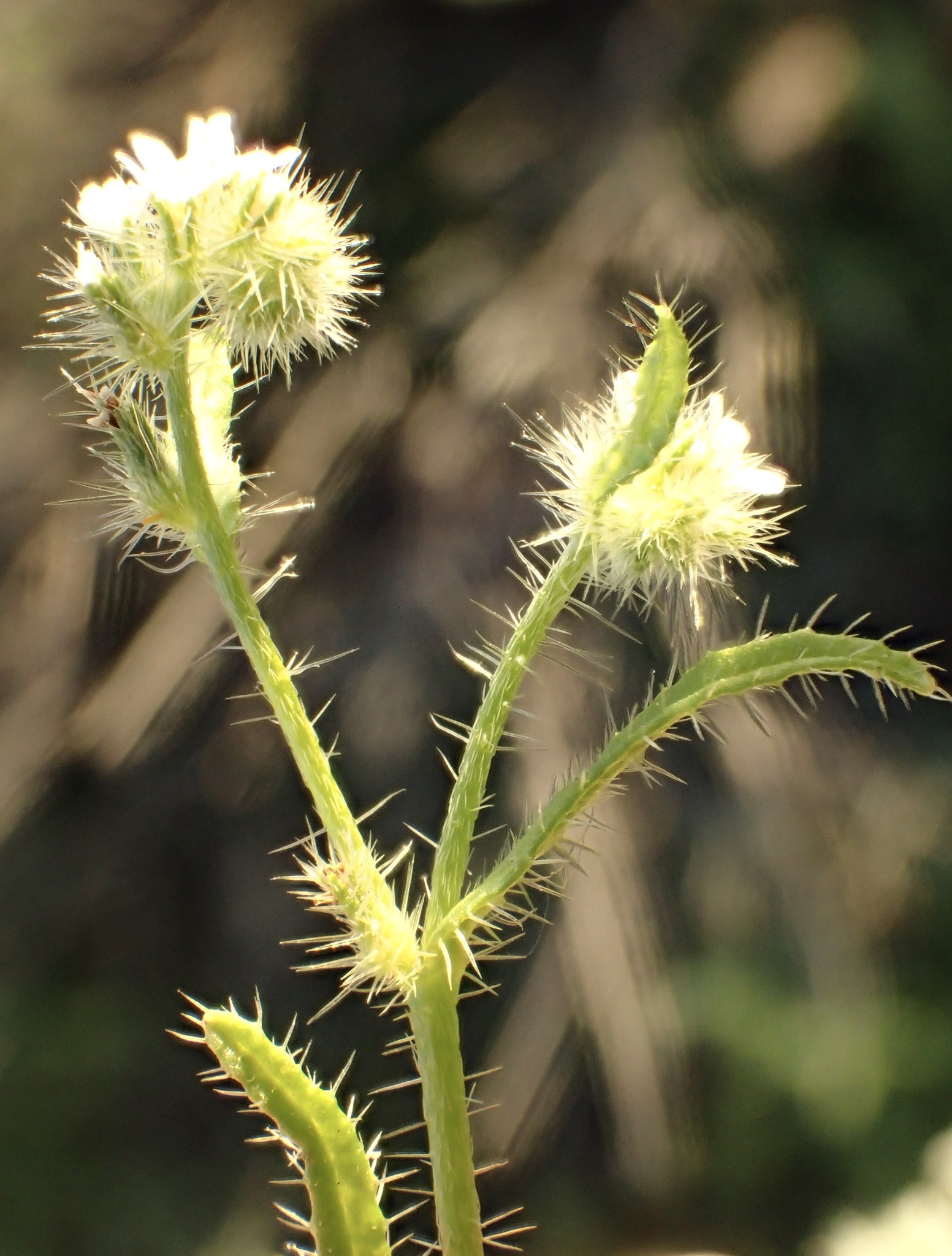 Cryptantha clevelandii