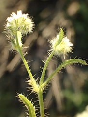 Cryptantha clevelandii