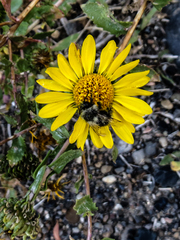 Grindelia squarrosa serrulata