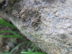 Anacampsis conclusella