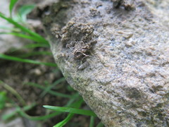 Anacampsis conclusella