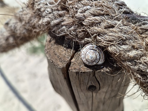 White Italian Snail