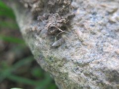 Anacampsis conclusella