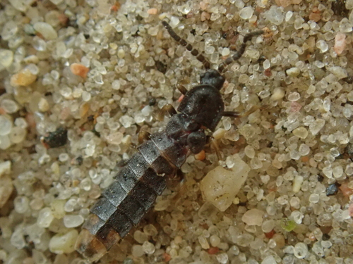 Lesser Black Glow-worm