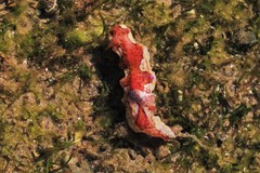 Miamira flavicostata