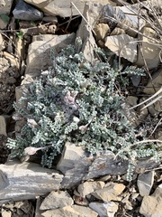 Astragalus utahensis