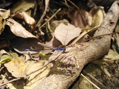 Argia oculata