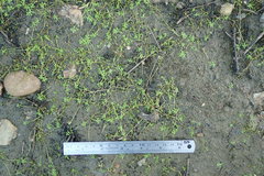 Callitriche marginata